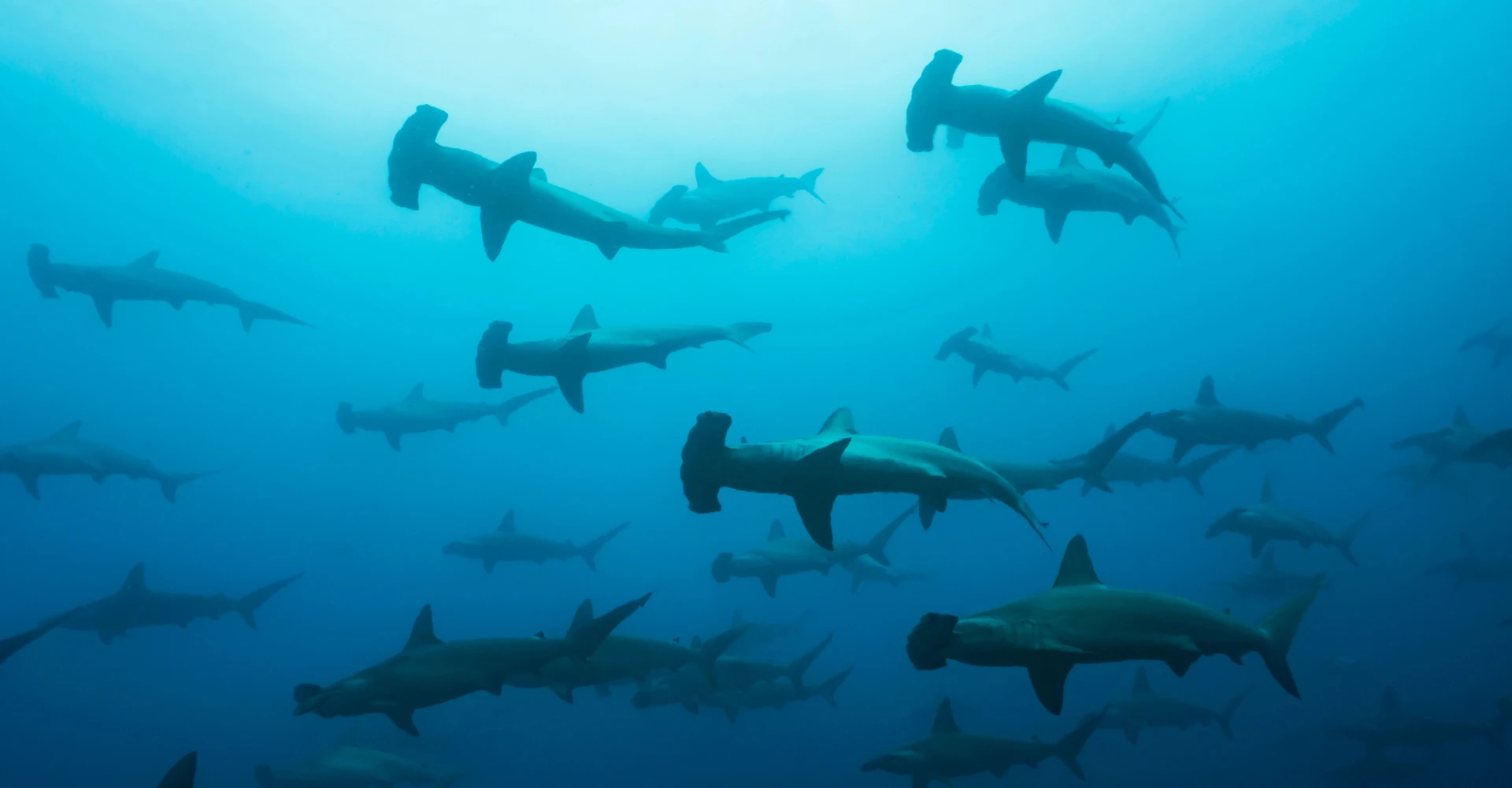 Expedição Galápagos – Liveaboard img2