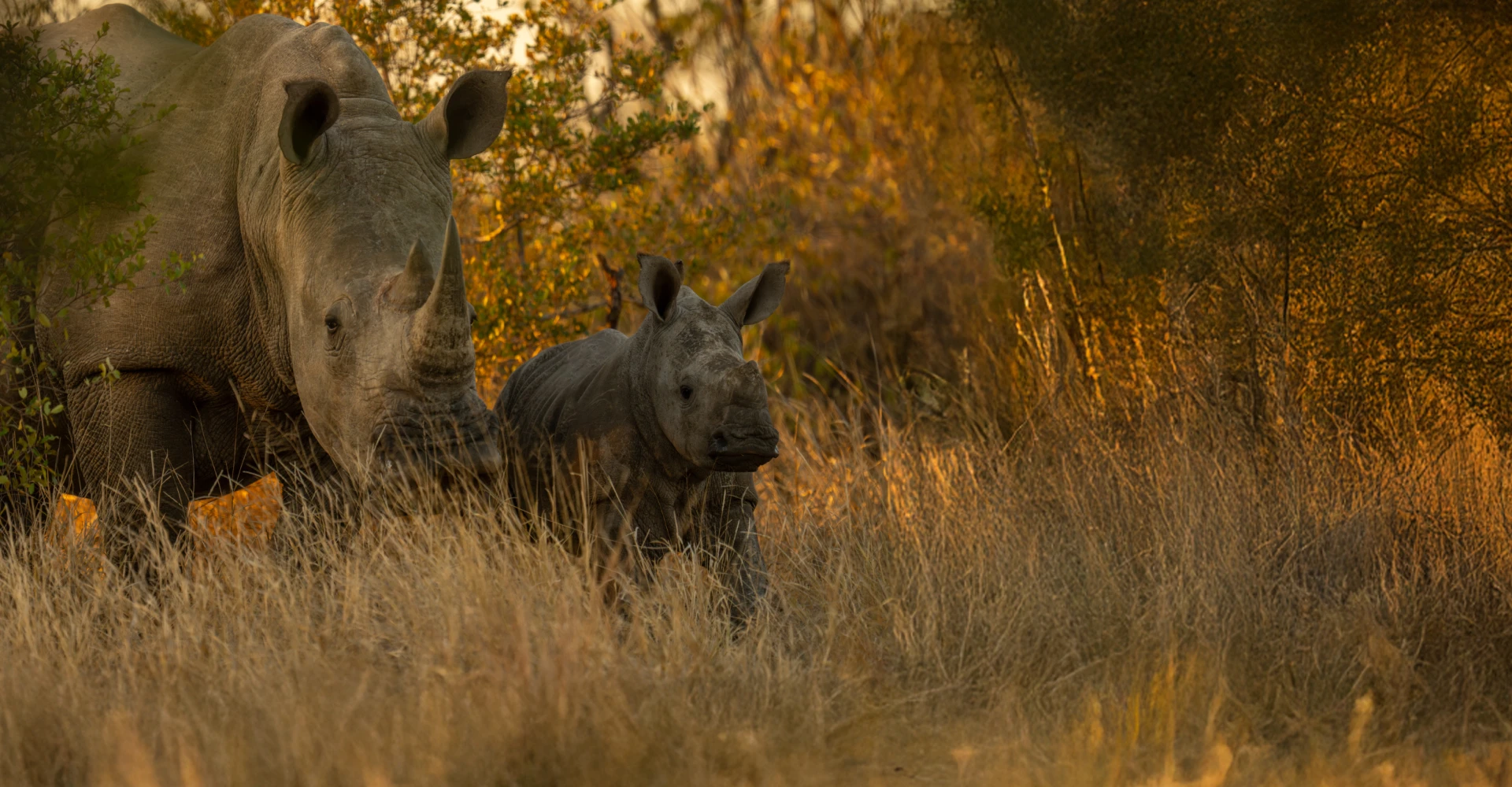 Expedição Kruger, Moçambique e Essuatíni – África img2
