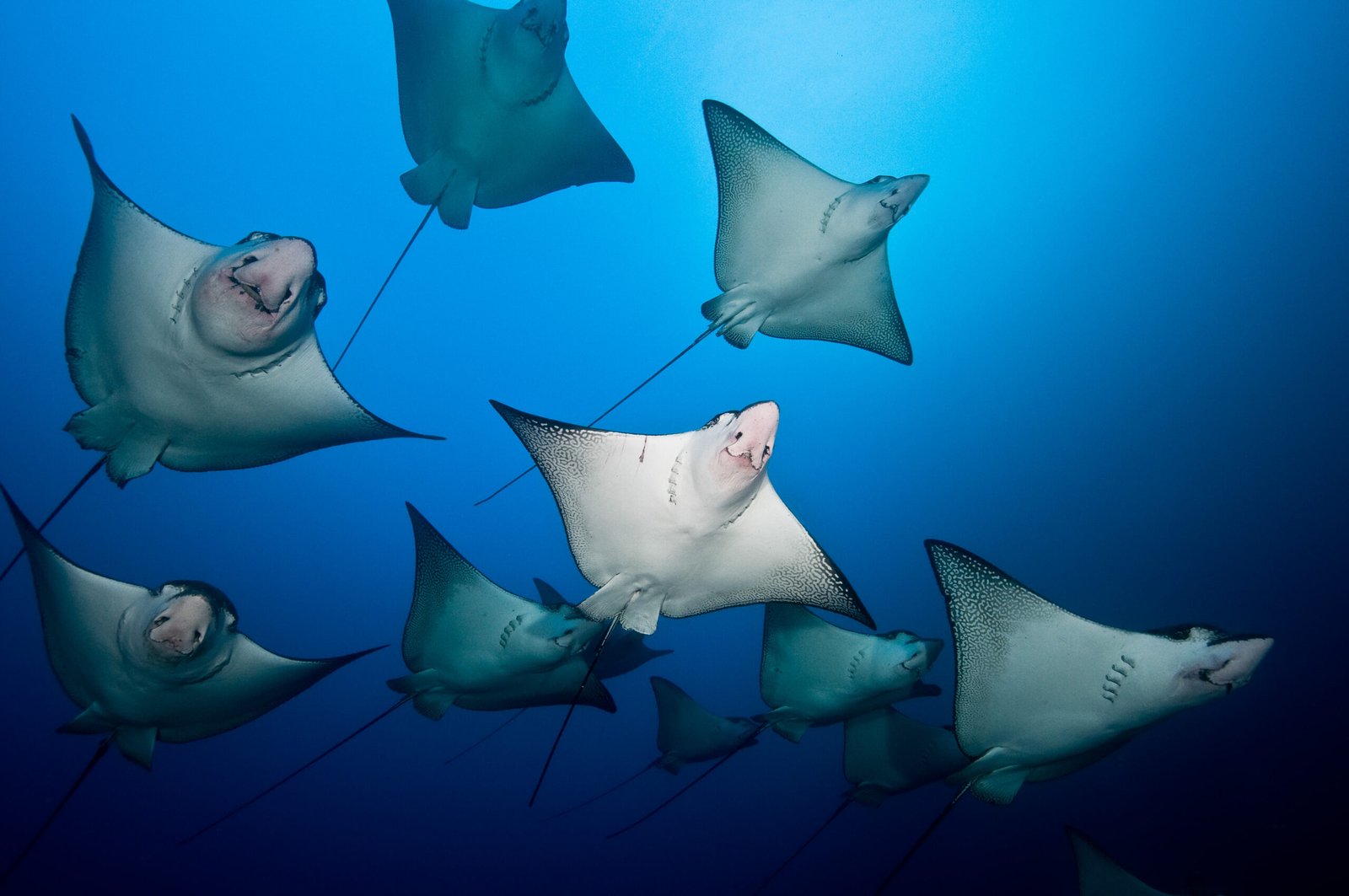 Edwar Herreno Eagle rays _ Manuelita_Herreno